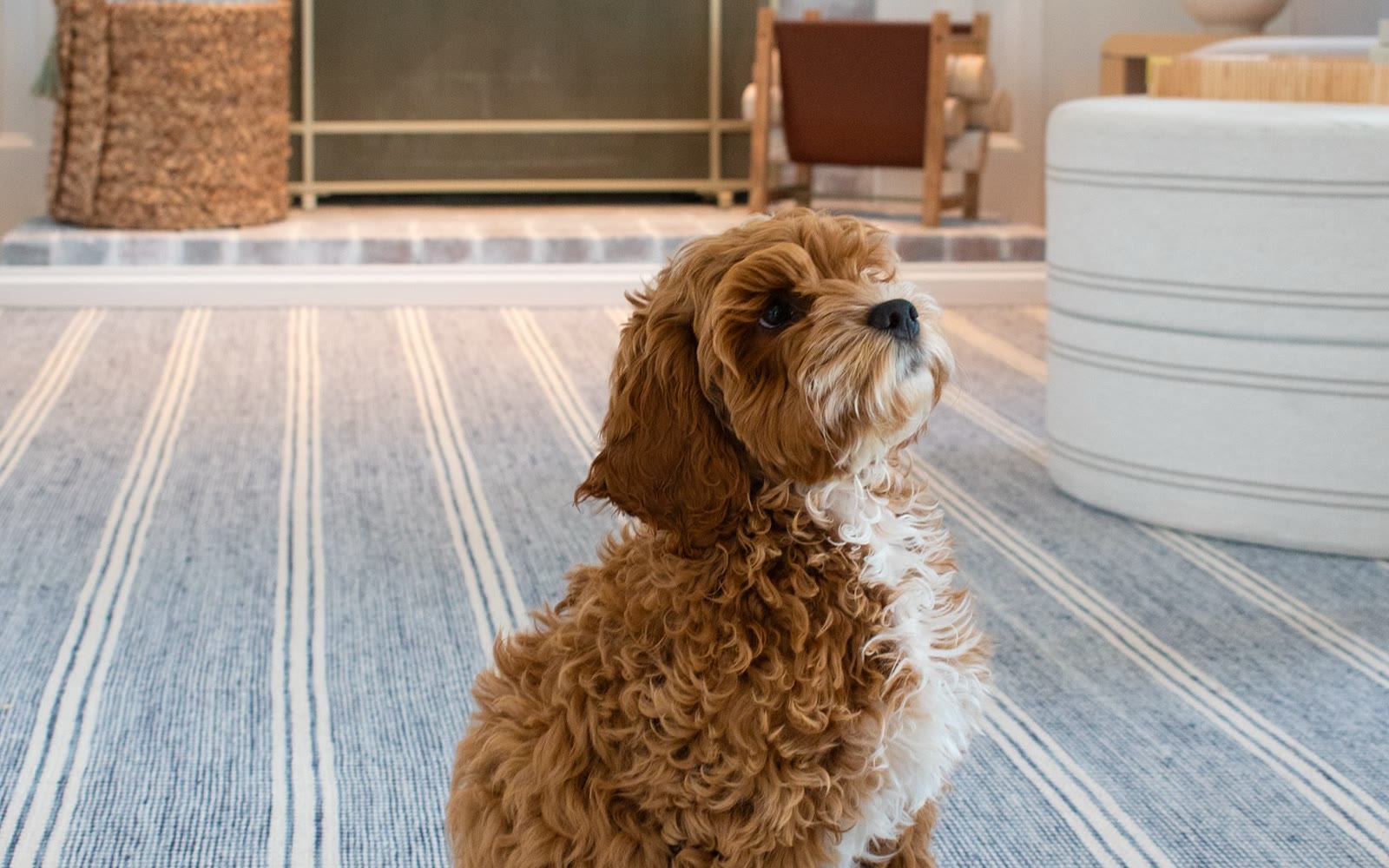 Area Rugs